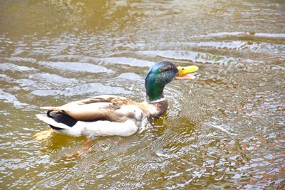 Duck swimming in lake