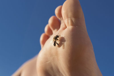 Close-up of insect on hand