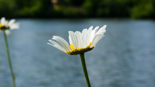 Close-up of lotus water lily in lake