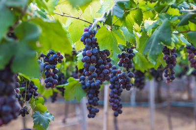 Grapes growing on tree