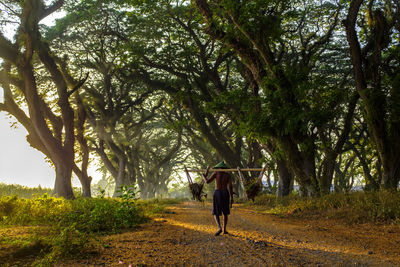 Rear view of woman walking amidst trees