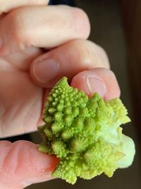 Close-up of hand holding vegetables