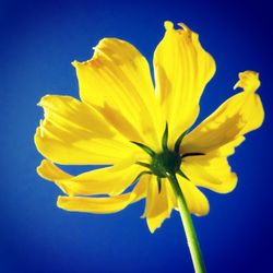 Close-up of yellow flowers blooming against blue sky