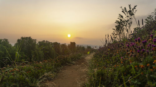 Scenic view of flowering plants on field against sky during sunset