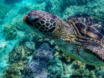 Close-up of turtle in sea