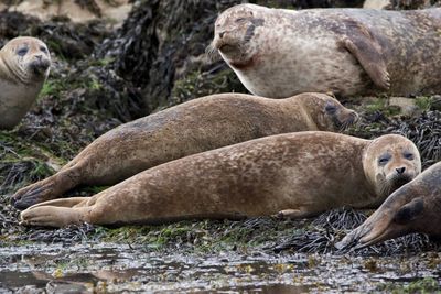 Seals relaxing at beach