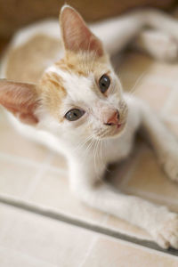 Close-up portrait of kitten sitting