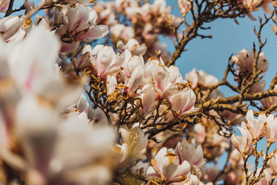 Close-up of white cherry blossom tree