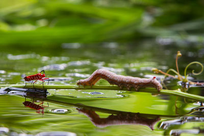 High angle view of duck floating on lake