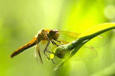 Close-up of insect on leaf