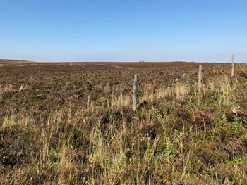 Scenic view of field against clear sky