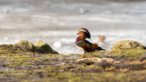 Portrait of mandarin duck male standing on the edge of riverbank on the swedish west coast. 