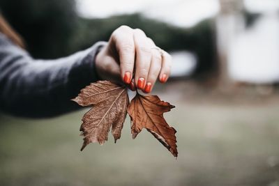 Close-up of hand holding maple leaves