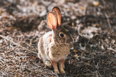 Desert cottontail rabbit