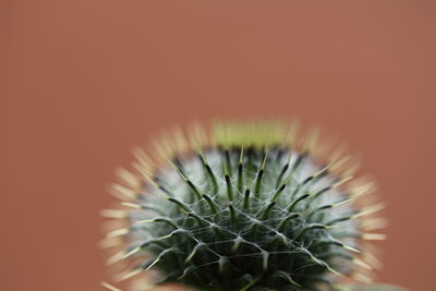 Close-up of cactus