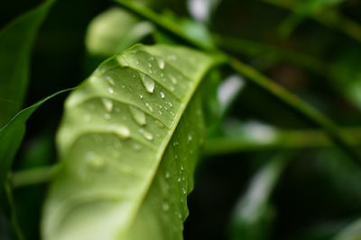 Close-up of wet leaves