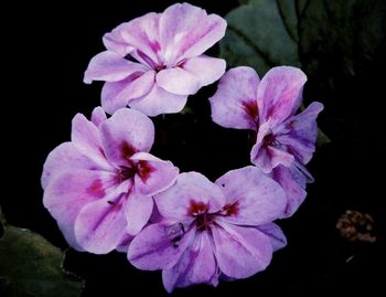 Close-up of pink flower