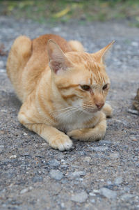 Cat lying on the road