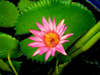 Close-up of lotus water lily in pond