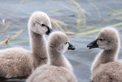 Cute black swan cygnets swimming in the water