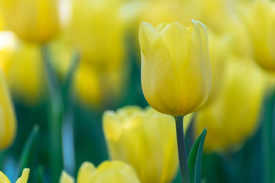 Close-up of yellow tulip