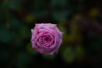 Close-up of pink rose