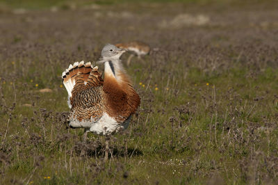 View of a bird on field