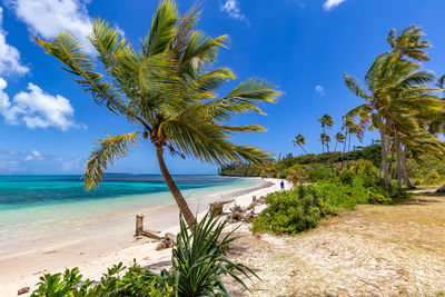 Palm trees on beach against sky