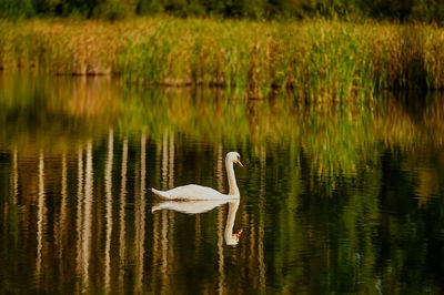 Swan swimming in lake