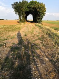 Shadow of tree on field