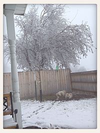 Bare trees on snow covered field