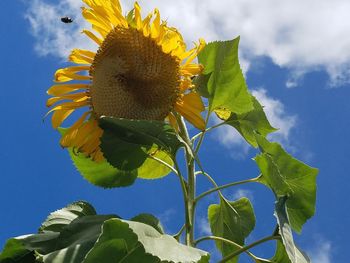 Low angle view of sunflower growing against sky