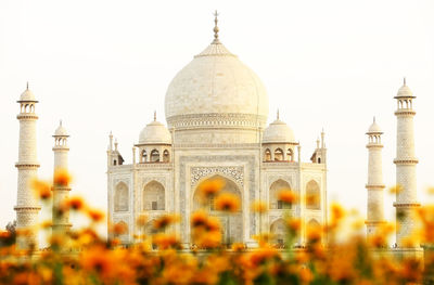 Yellow flowers and taj mahal against clear sky