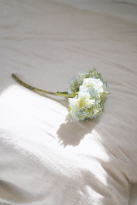 High angle view of white flowering plant on table