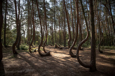 Trees in forest