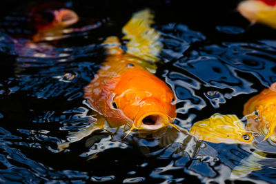 High angle view of koi carps swimming in sea