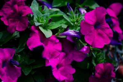 Close-up of pink flowering plants