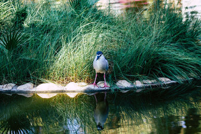 Bird perching on a lake