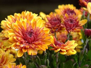 Close-up of yellow flower