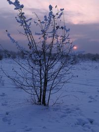 Close-up of tree by sea against sky during sunset