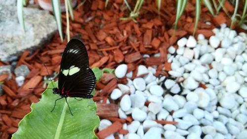 Close-up of butterfly on flower