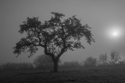 Tree on field against clear sky during sunset