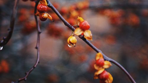 Close-up of berries growing on tree