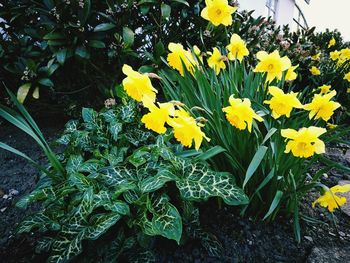 Close-up of yellow flowers blooming in field