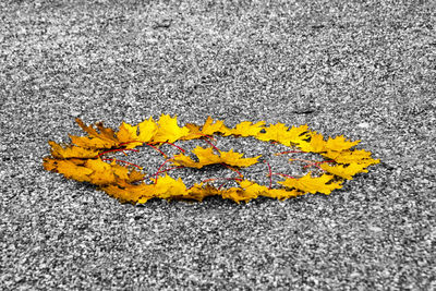 Close-up of yellow flowers on ground