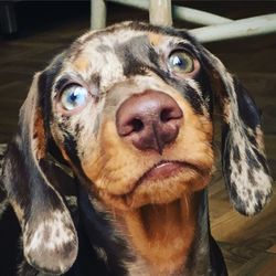 Close-up portrait of dog