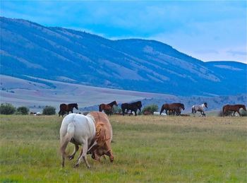 Sheep grazing on grassy field