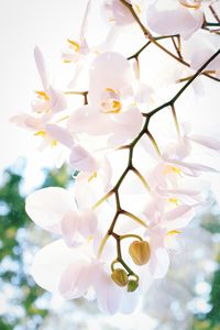 Close-up of white cherry blossoms