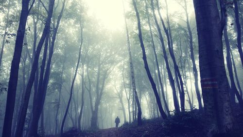 Trees in forest