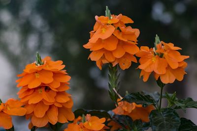 Close-up of orange marigold flowers